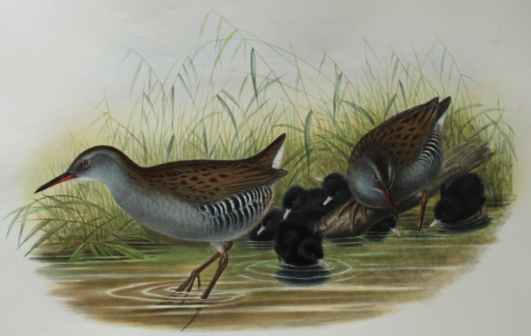John Gould - Original lithograph of Water-Rail 1862-73 (1 of 2)