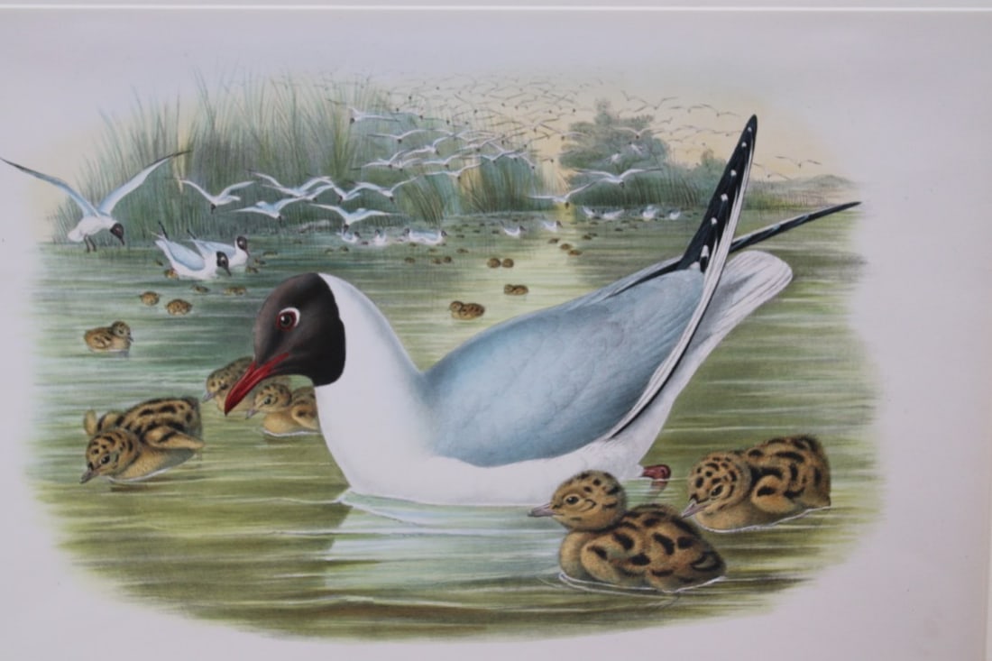 John Gould - Original lithograph of the Black-headed Gull 1862-73: This original lithograph of the Black-headed Gull (Chroicocephalus Ridibundus) is from John Gould's Birds of Great Britain, issued in 25 parts between 1862 and 1873. This plate is number 64 from volum