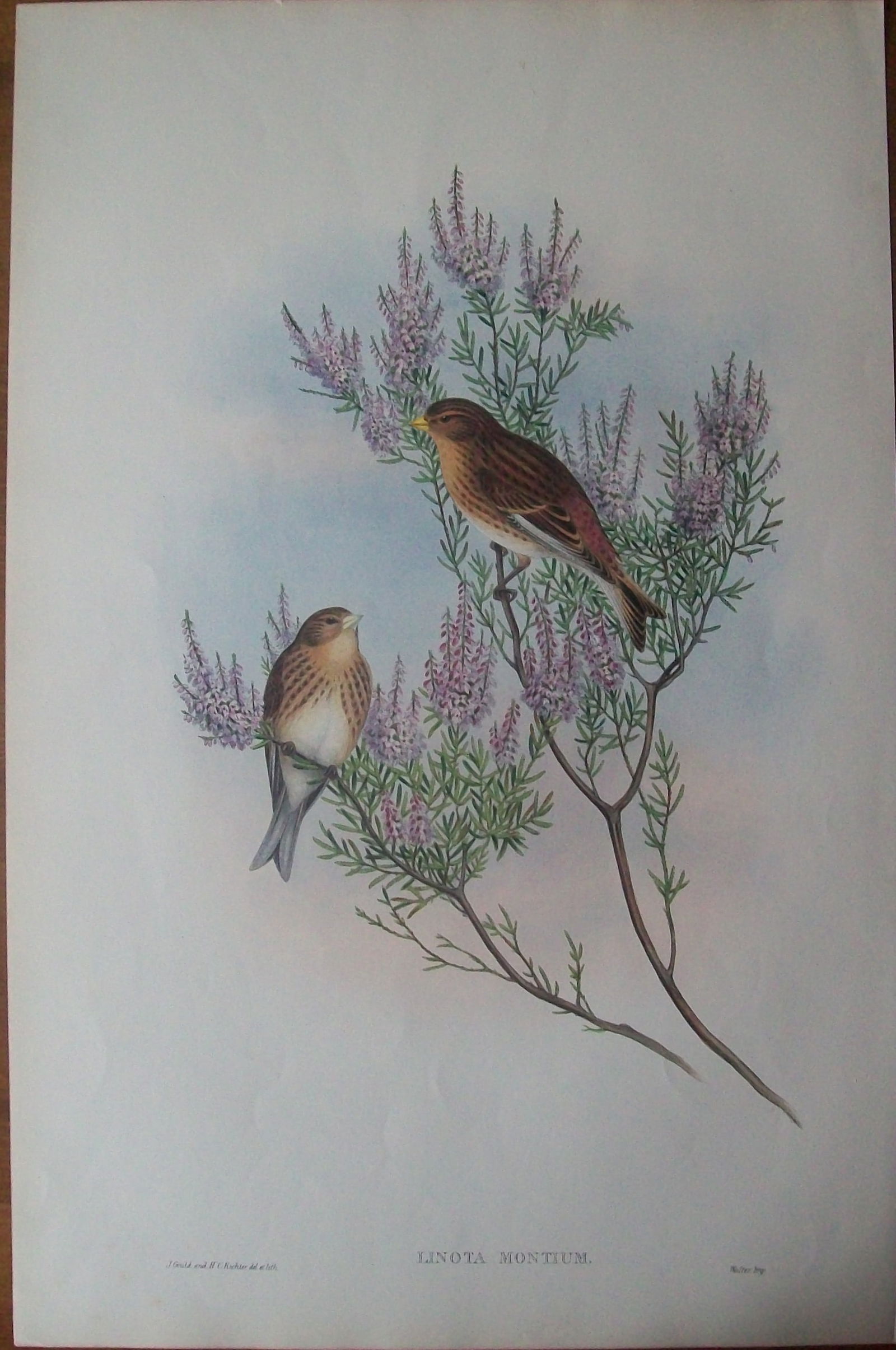 John Gould - Original lithograph of Twite or Mountain-Linnet 1862-73 (1 of 2)