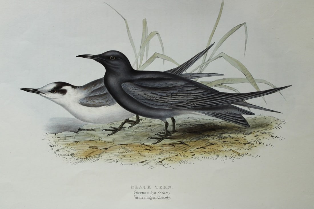 John Gould - Original lithograph of the Black Tern 1832-37 (1 of 2)
