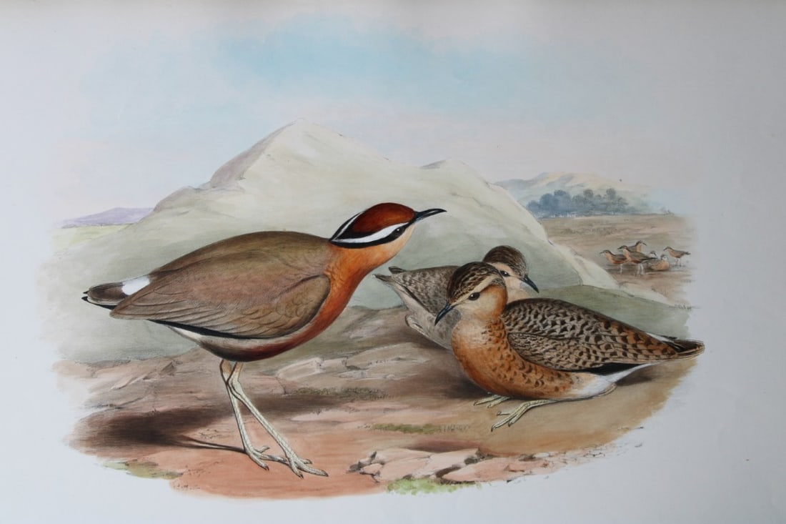 John Gould - Original lithograph of the Indian Courser 1849-83 (1 of 2)