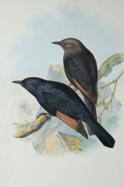 John Gould - Original lithograph of Tristram's Kingfisher 1849-83 (1 of 2)