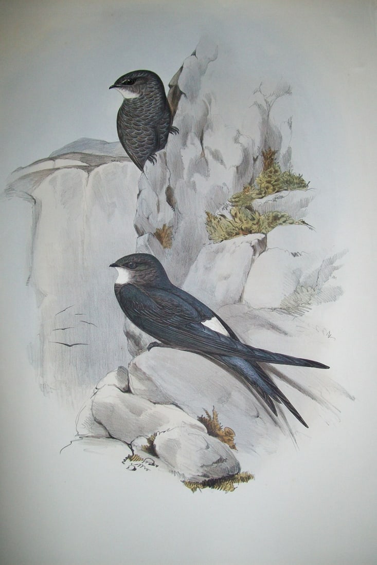 John Gould - Original lithograph of Australian Swift 1840-48 (1 of 2)