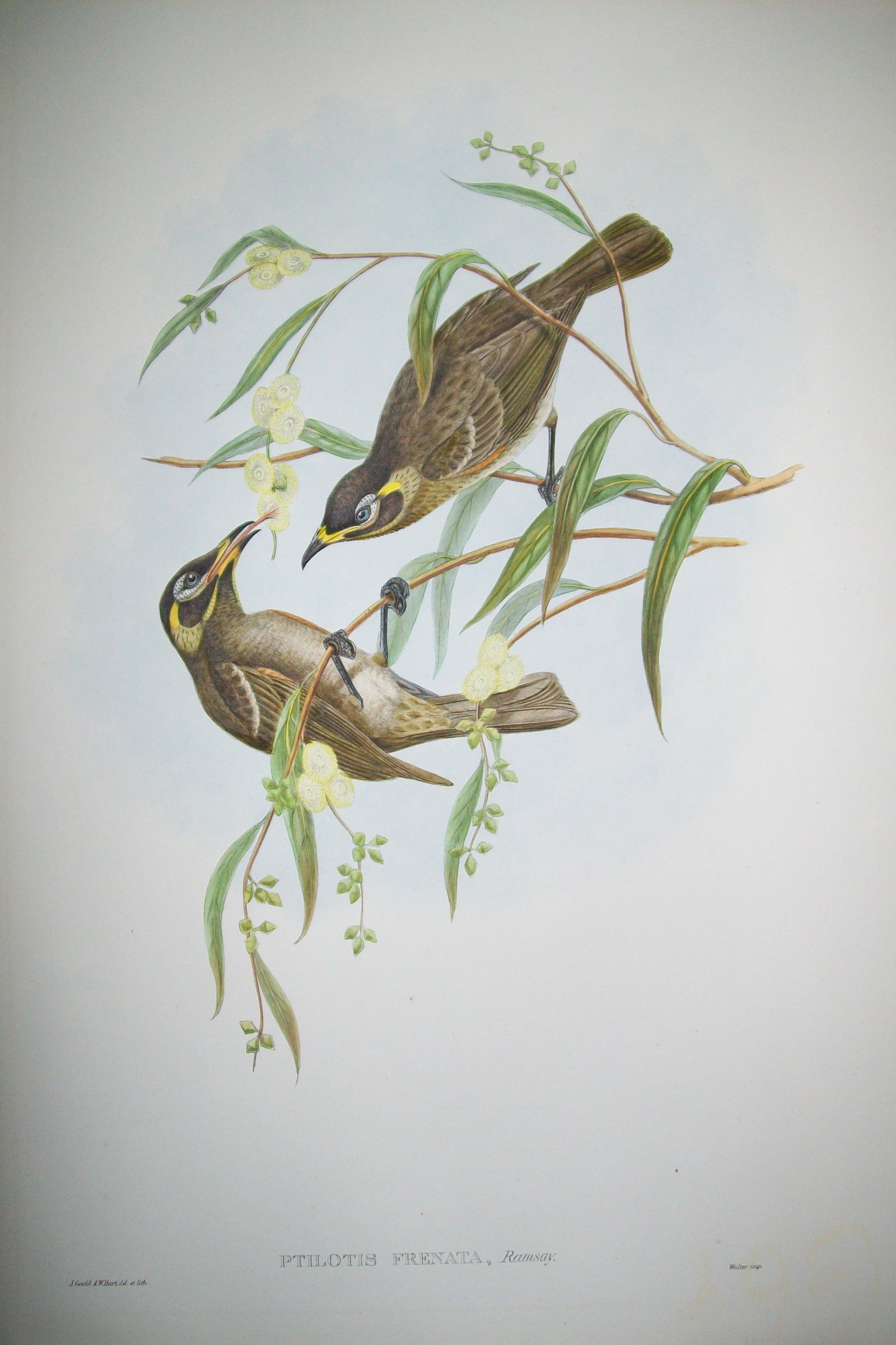 John Gould - Original lithograph of the Bridled Honey-eater 1840-48 (1 of 2)
