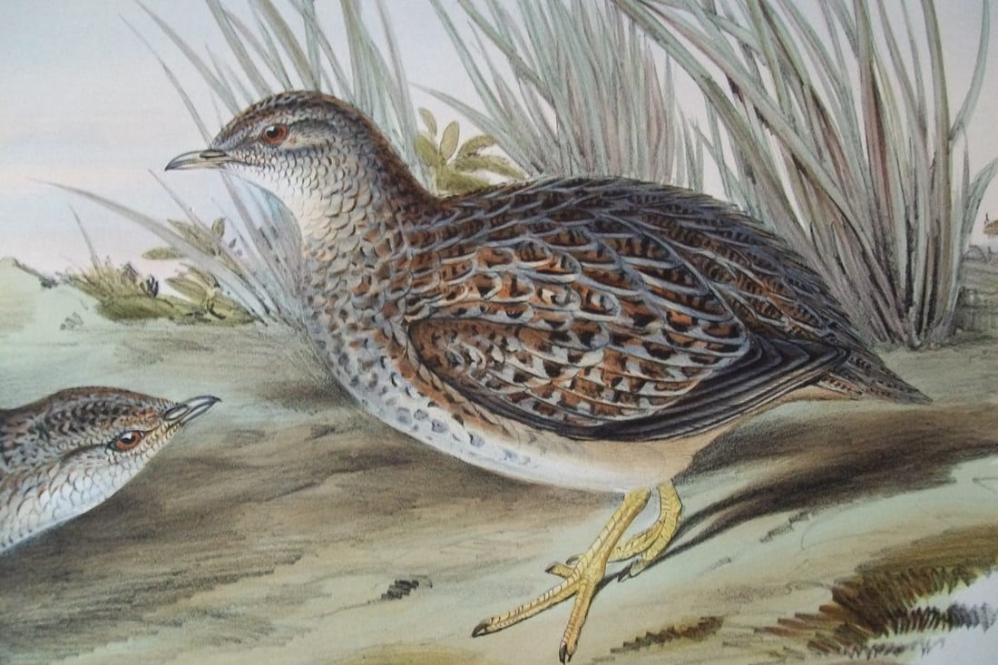 John Gould - Original lithograph of Sparkling Hemipode 1840-48 (1 of 2)