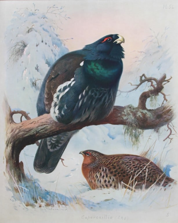 Archibald Thorburn - Chromolithograph of Capercaillie 1915: This chromolithograph is from British Birds by Archibald Thorburn. Published in 1915 by Longmans, Green and Co, London. Size: approx. 12in x 9.5in (31cm x 24cm)