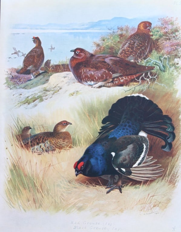 Archibald Thorburn - Chromolithograph of Red and Black Grouse 1915 (1 of 1)