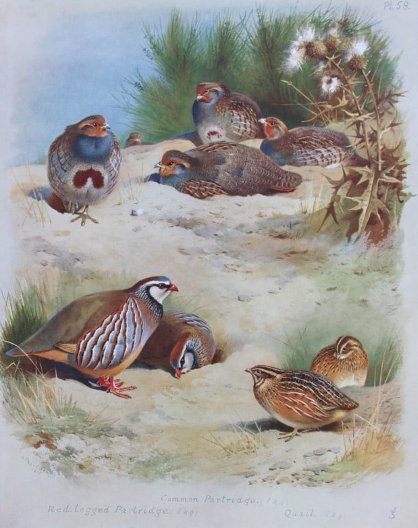 Archibald Thorburn - Chromolithograph of Partridges 1915: This chromolithograph is from British Birds by Archibald Thorburn. Published in 1915 by Longmans, Green and Co, London. Size: approx. 12in x 9.5in (31cm x 24cm)