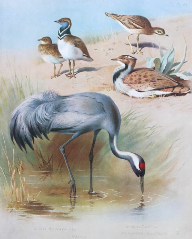 Archibald Thorburn - Chromolithograph of Crane, Bustards and Curlew 1915: This chromolithograph is from British Birds by Archibald Thorburn. Published in 1915 by Longmans, Green and Co, London. Size: approx. 12in x 9.5in (31cm x 24cm)