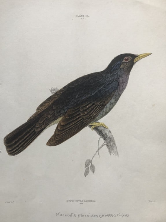 Edward Lear - Square-tailed Bulbul (Hypsipetes Ganeesa) 1836: This engraving by Edward Lear is from Illustrations of Ornithology by Sir William Jardine and Prideaux John Selby. Published by WH Lizars, Edinburgh between 1826-1843.The splendid hand-coloured engrav