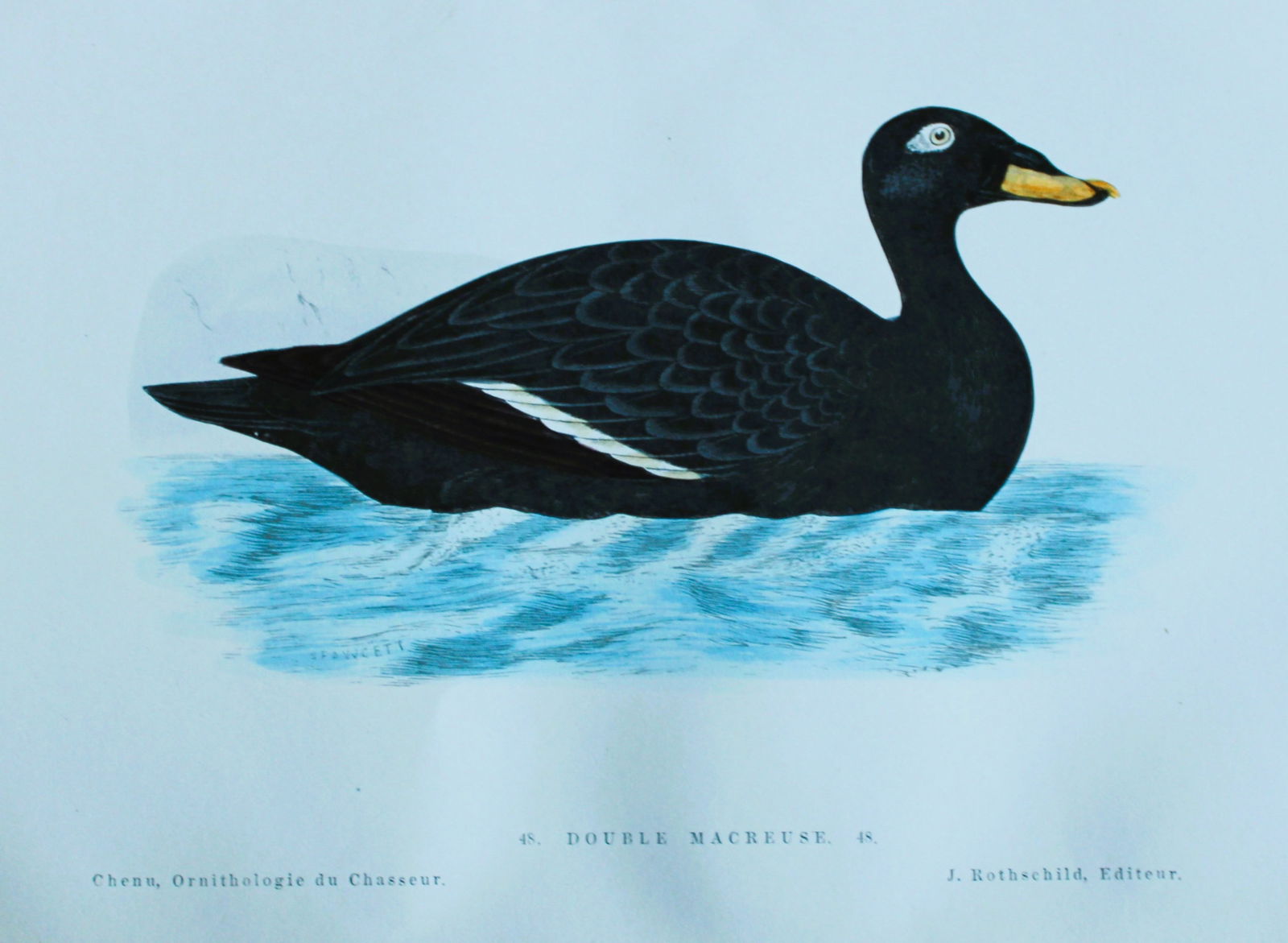 Jean Chenu - Lithograph of the Double Macreuse (Velvet Scoter) 1870 (1 of 2)