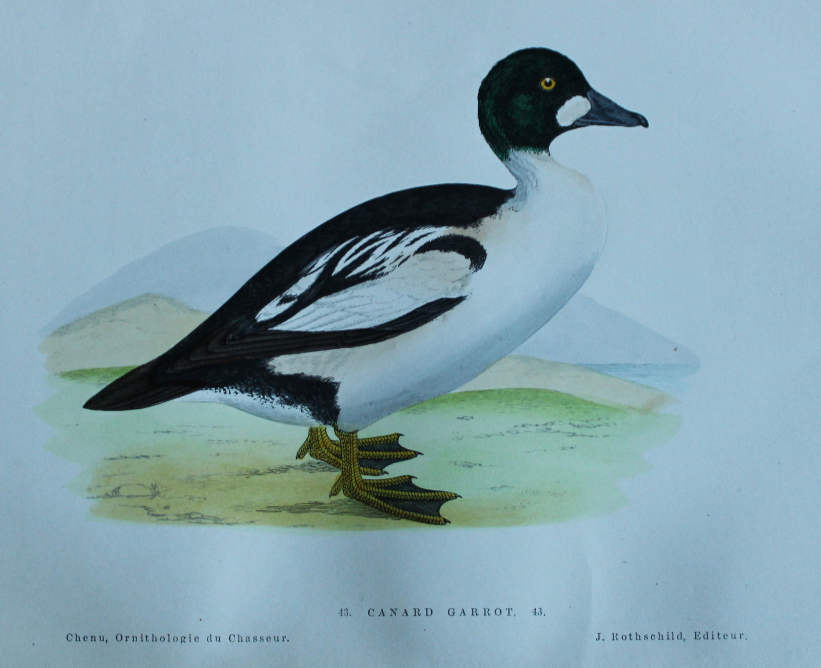 Jean Chenu - Lithograph of the Canard Garrot (Golden-eye Duck) 1870 (1 of 2)