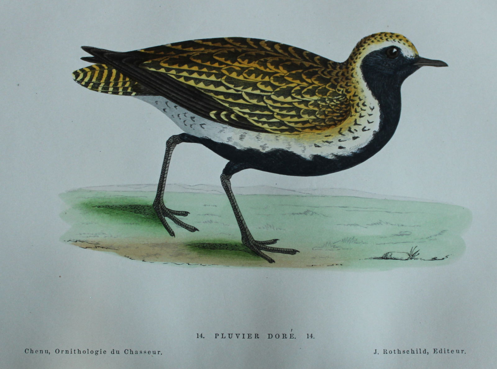 Jean Chenu - Lithograph of Pluvier Dore (Golden Plover) 1870 (1 of 1)