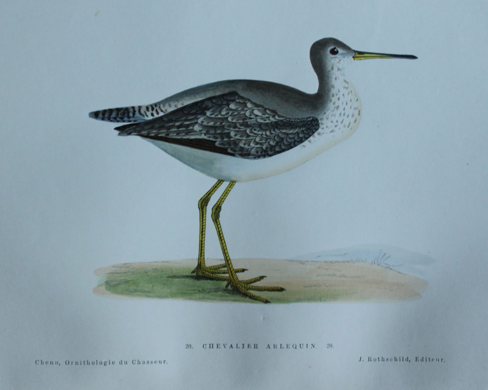 Jean Chenu - Lithograph of the Chevalier Arlequin (Spotted Redshank) 1870: This hand-coloured lithograph is from Ornithologie du chasseur. Histoire naturelle - moeurs - habitudes - chasse des oiseaux de plaine, de bois et de marais by Jean Charles Chenu. Published by J Roths