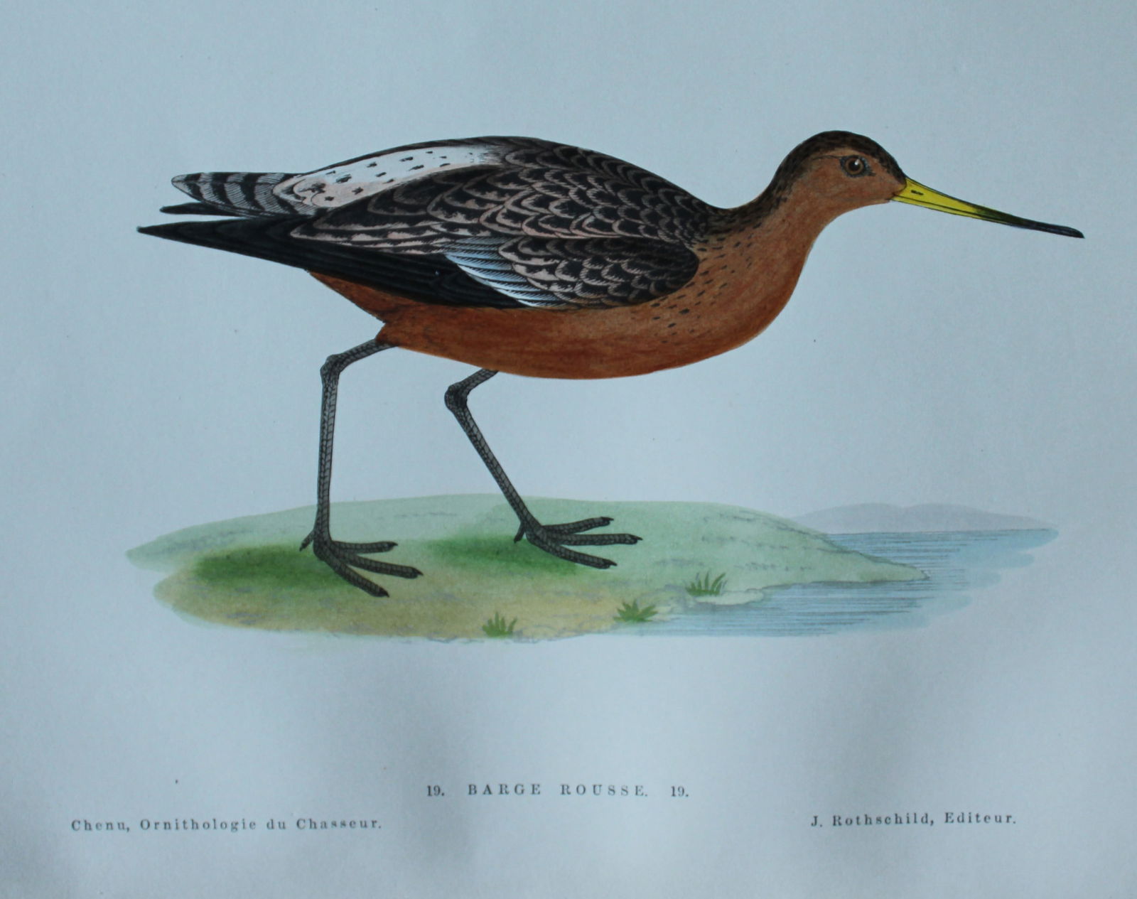 Jean Chenu - Lithograph of the Barge Rousse (Bar-tailed Godwit) 1870 (1 of 2)