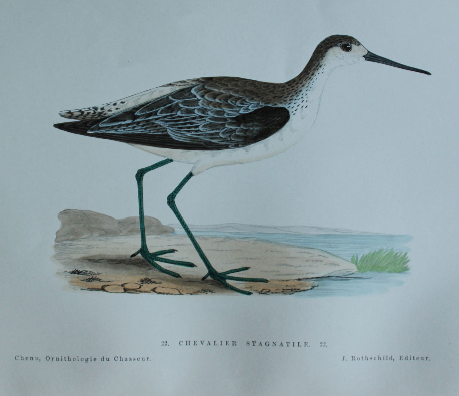 Jean Chenu - Lithograph of the Chevalier Stagnatile (Marsh Sandpiper) 1870 (1 of 2)