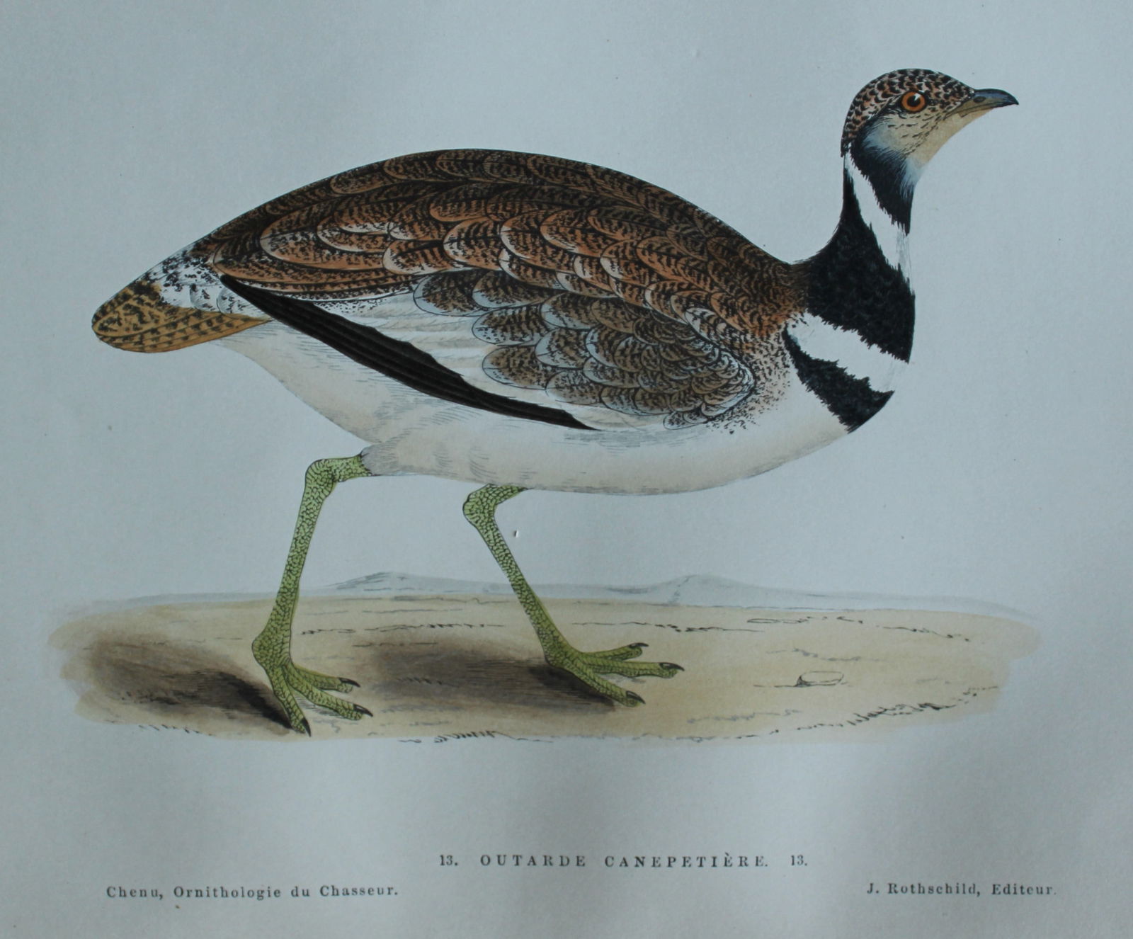 Jean Chenu - Lithograph of the Outarde Canepetiere (Little Bustard) 1870 (1 of 2)