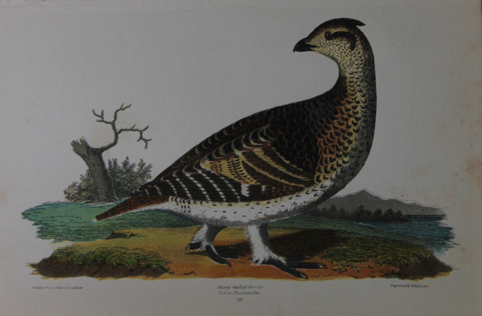 A Wilson and Bonaparte - Print of Sharp-tailed Grouse 1877 (1 of 1)