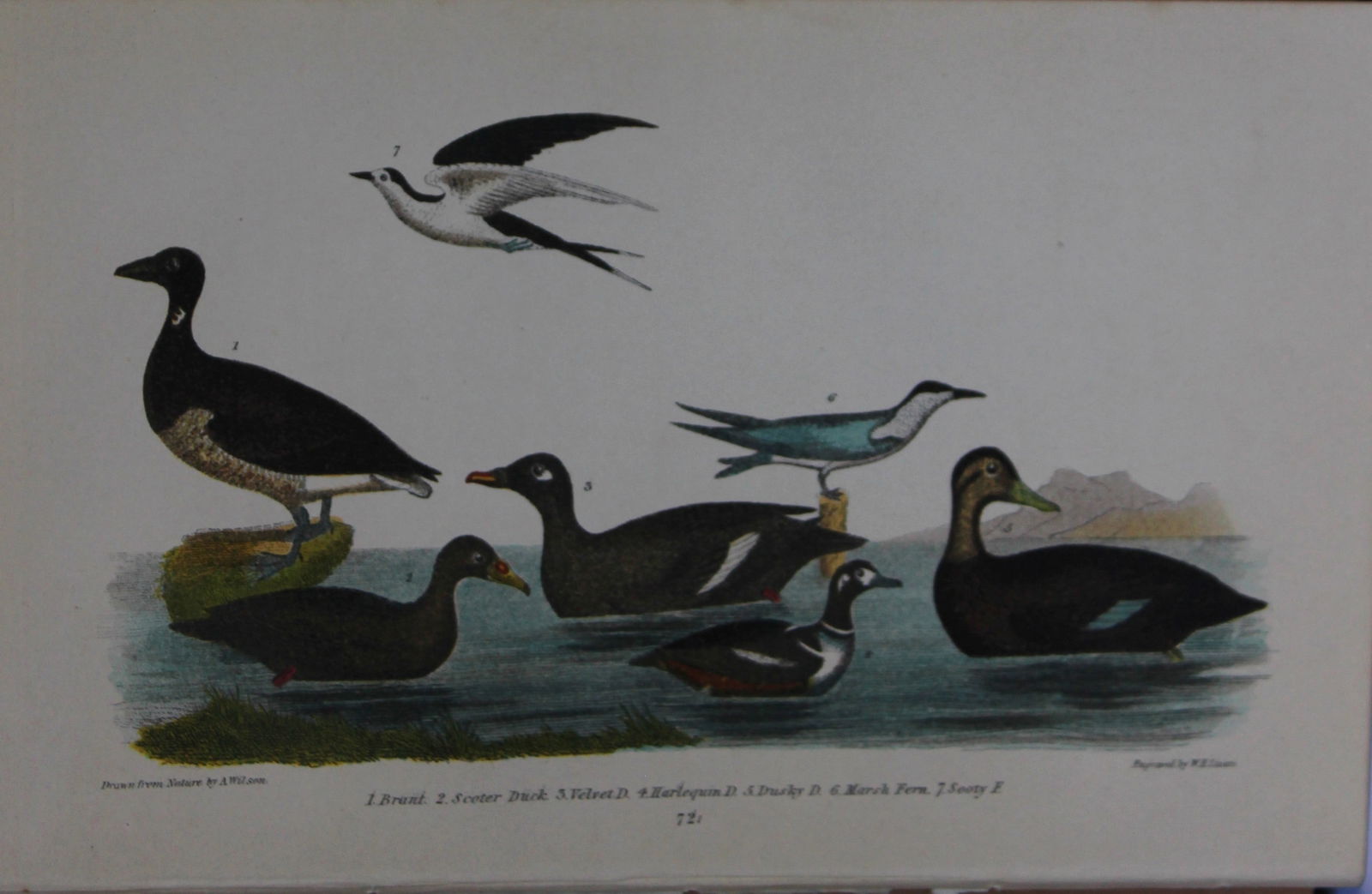 A Wilson and Bonaparte - Print of 7 varieties of Ducks 1877 (1 of 1)