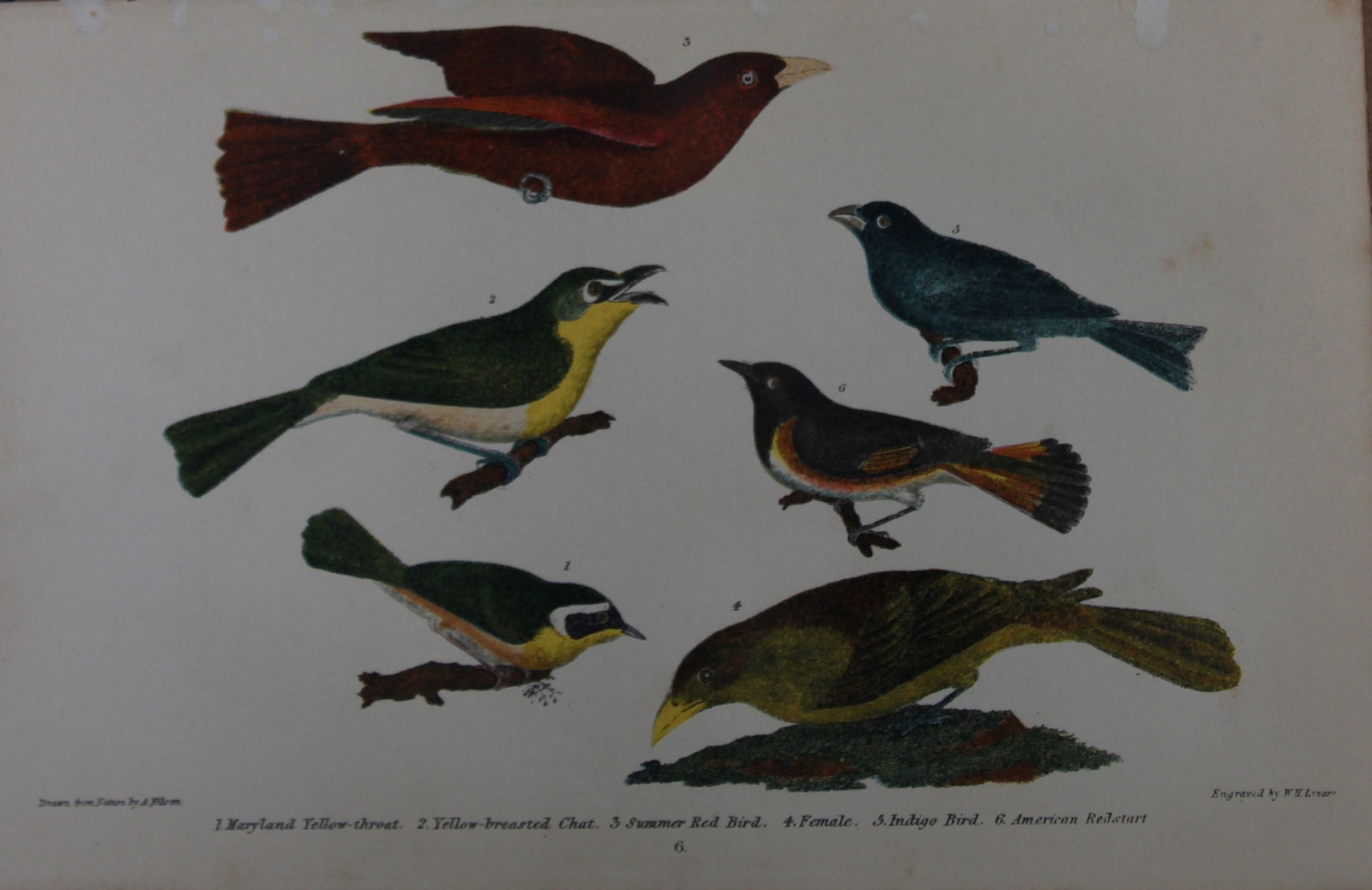 A Wilson and Bonaparte - Print of American Song Birds 1877 (1 of 1)