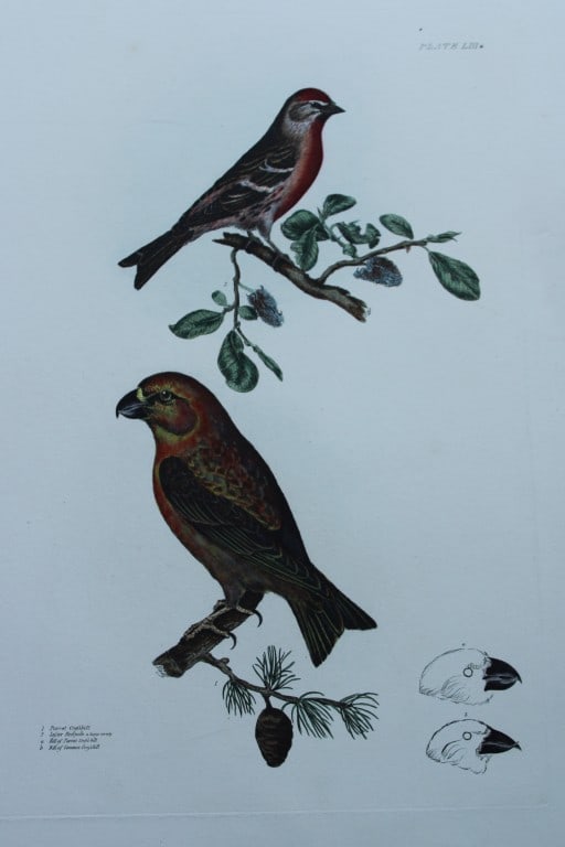 Prideaux J Selby - Rare folio Parrot Crossbill & Lesser Redpole 1821 (1 of 3)