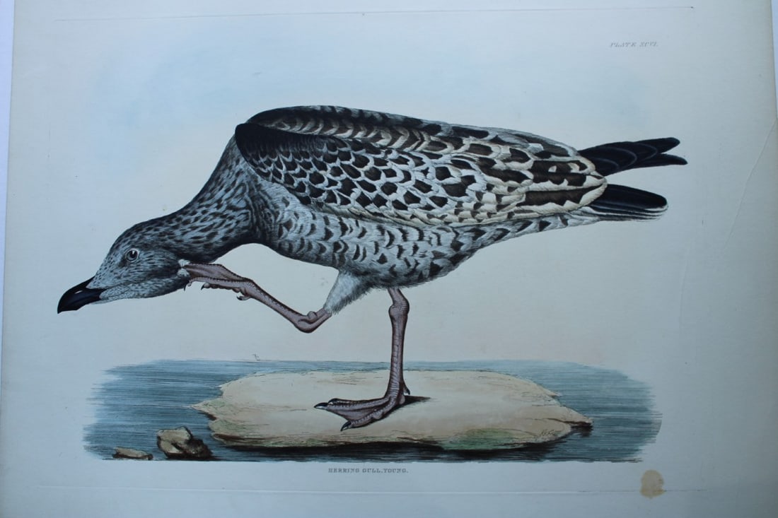 Prideaux J Selby - Rare folio engraving of Herring Gull, young 1821 (1 of 2)