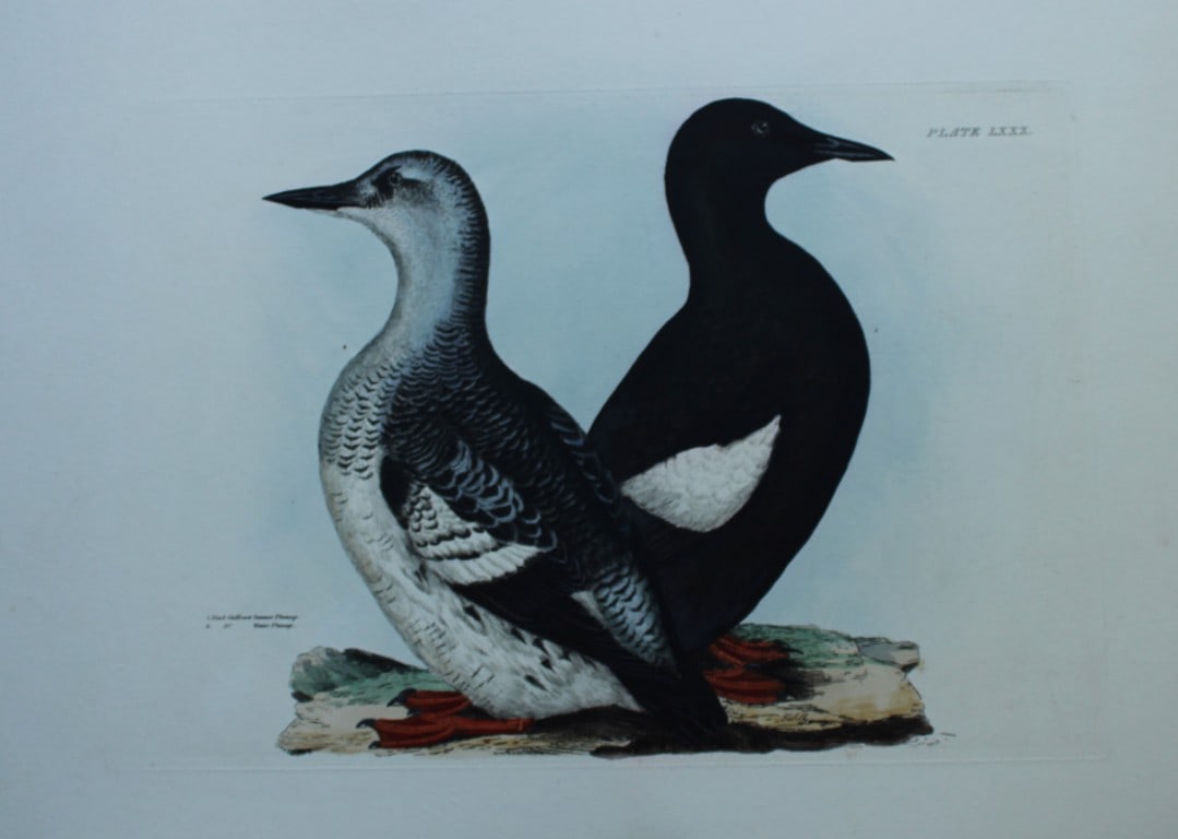 Prideaux J Selby - Rare folio engraving of Black Guillemot 1821 (1 of 2)