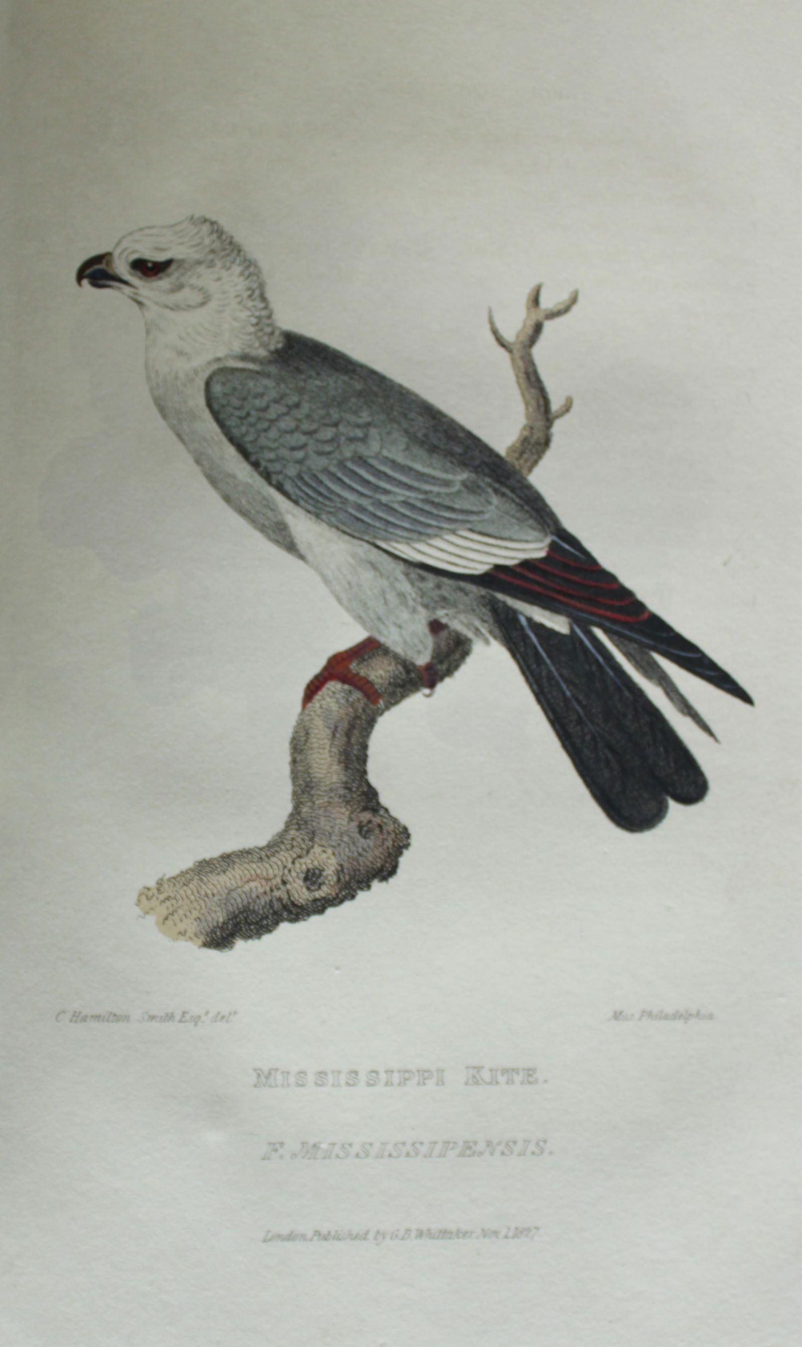Baron Cuvier - Mississippi Kite 1829: This antique engraving is from the English edition of The Animal Kingdom by Baron Georges Cuvier. Published by GB Whittaker & Co, London 1828-29.Artists who contributed to this work were Landseer, Sow