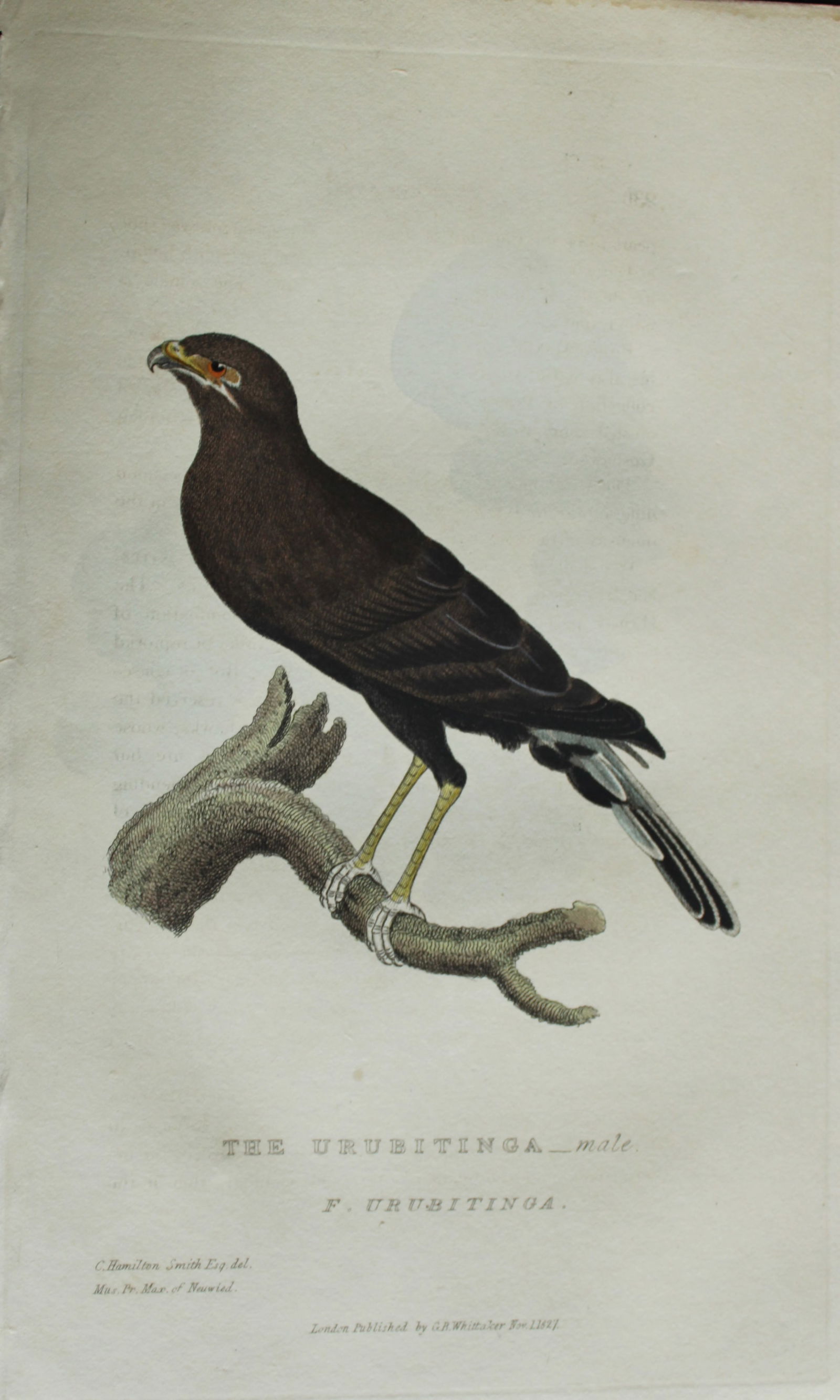 Baron Cuvier - The Urubitinga 1829: This antique engraving is from the English edition of The Animal Kingdom by Baron Georges Cuvier. Published by GB Whittaker & Co, London 1828-29.Artists who contributed to this work were Landseer, Sow