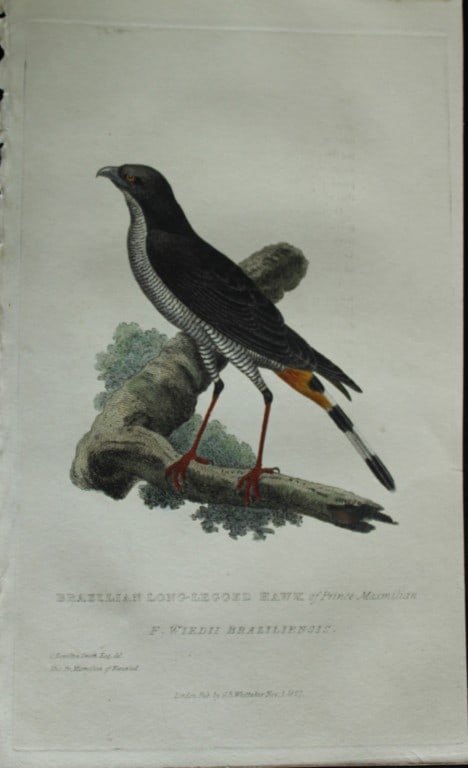 Baron Cuvier - The Brazilian Long-legged Hawk 1829: This antique engraving is from the English edition of The Animal Kingdom by Baron Georges Cuvier. Published by GB Whittaker & Co, London 1828-29.Artists who contributed to this work were Landseer, Sow