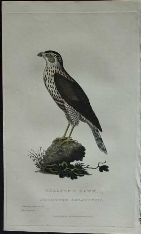 Baron Cuvier - Delafon's Hawk 1829: This antique engraving is from the English edition of The Animal Kingdom by Baron Georges Cuvier. Published by GB Whittaker & Co, London 1828-29.Artists who contributed to this work were Landseer, Sow