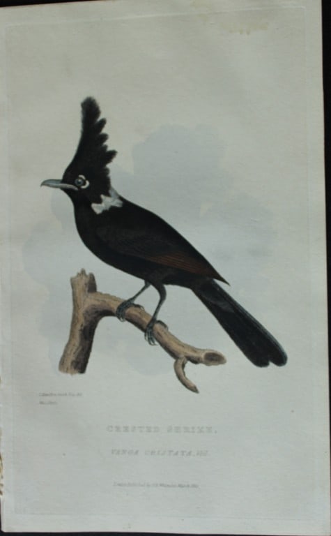 Baron Cuvier - The Crested Shrike 1829: This antique engraving is from the English edition of The Animal Kingdom by Baron Georges Cuvier. Published by GB Whittaker & Co, London 1828-29.Artists who contributed to this work were Landseer, Sow