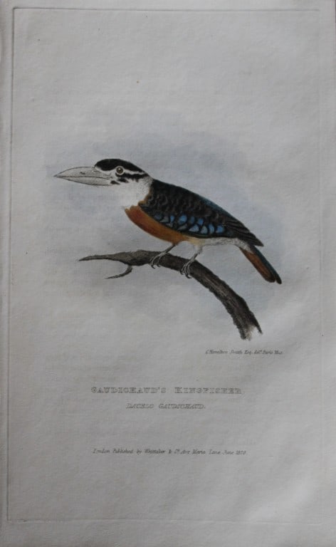 Baron Cuvier - Gaudichaud's Kingfisher 1829 (1 of 2)
