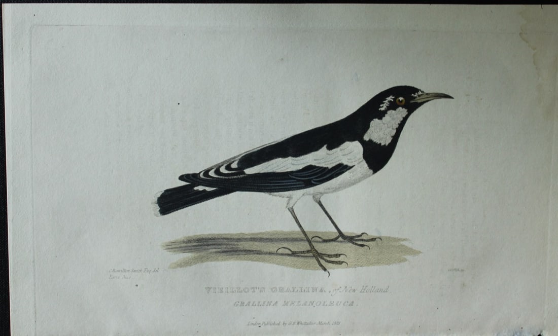 Baron Cuvier - Vieillot's Grallina 1829: This antique engraving is from the English edition of The Animal Kingdom by Baron Georges Cuvier. Published by GB Whittaker & Co, London 1828-29.Artists who contributed to this work were Landseer, Sow
