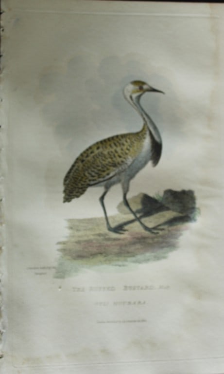 Baron Cuvier - The Ruffed Bustard 1829: This antique engraving is from the English edition of The Animal Kingdom by Baron Georges Cuvier. Published by GB Whittaker & Co, London 1828-29.Artists who contributed to this work were Landseer, Sow