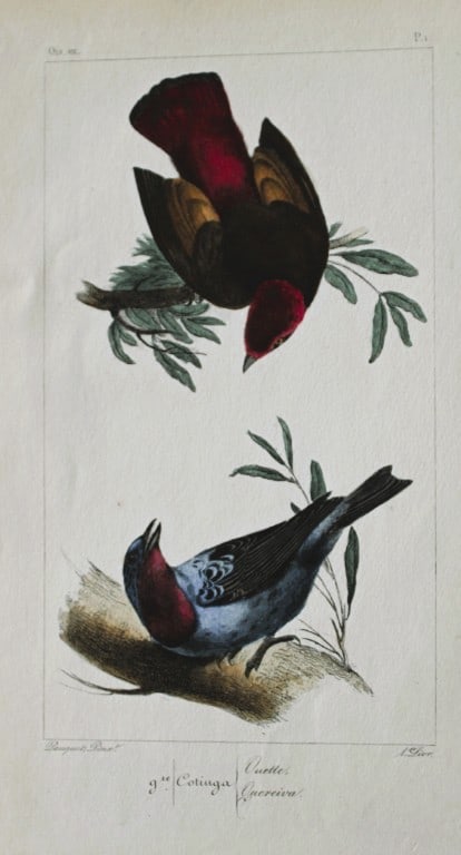 Charles Lemaire - The Cotinga from Exotic Birds 1836: This beautiful print is from the first edition of the Histoire Naturelle des Oiseaux Exotiques by Florent Prevost and Charles Lemaire. Published by Pauquet, Paris, 1836. The engravers for this work we