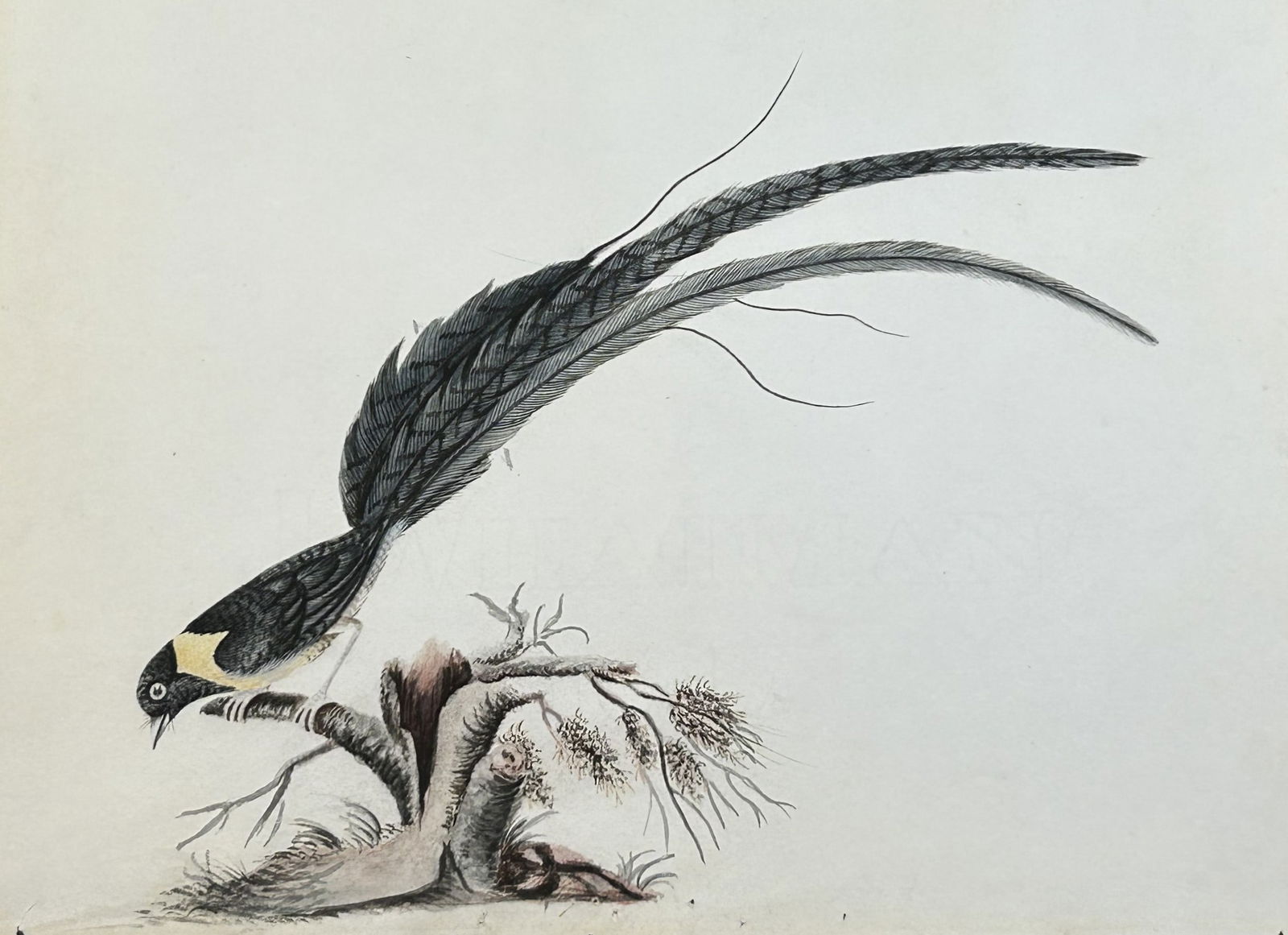 William Hayes - Hand-coloured engraving of Red-breasted Long-tailed Finch 1817: This hand-coloured engraving is from Portraits of the Curious Exotic Birds, which formerly composed the Osterly Menagerie by William Hayes. Published by William Bulmer and Co., London: 1817 This serie