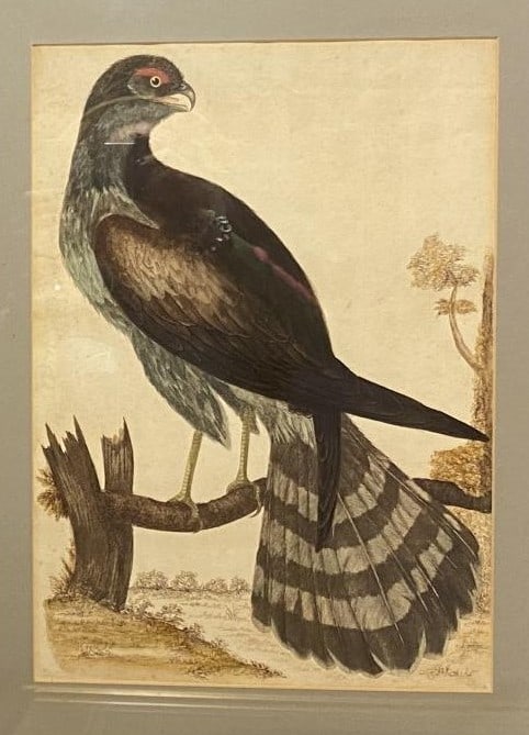 William Hayes - Hand-coloured engraving of Touraco 1817 (1 of 2)