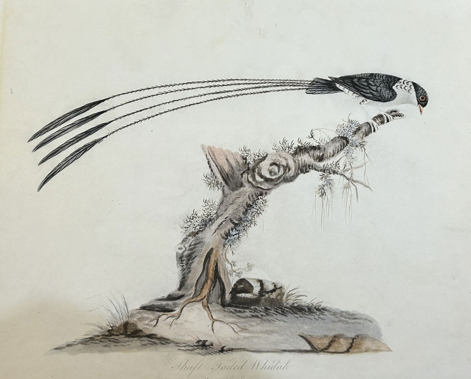 William Hayes - Hand-coloured engraving of Shaft-tailed Whidah 1817 (1 of 2)