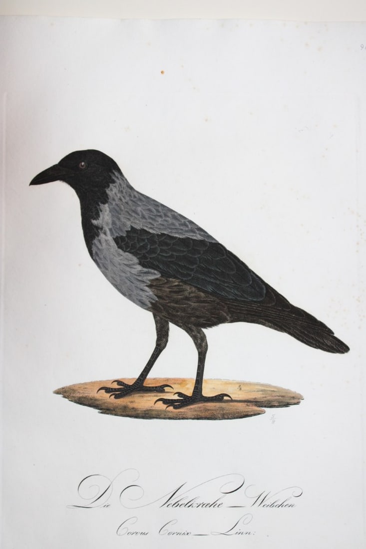 JC Susemihl - Carrion Crow (Corvus cornix) 1800 (1 of 2)