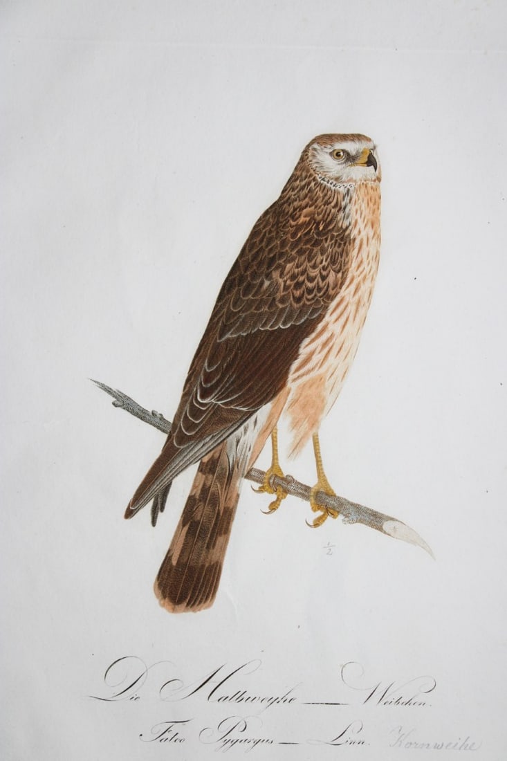 JC Susemihl - Hen Harrier (Falco pygargus) 1800: This engraving is from Johann Conrad Susemihl?s work Teutsche Ornighologie oder Naturgeschicte aller Vogel Teutschlands in naturgetreuen Abbildungen und Beschreibunge . Darmstadt: Herausgeber (1800-17
