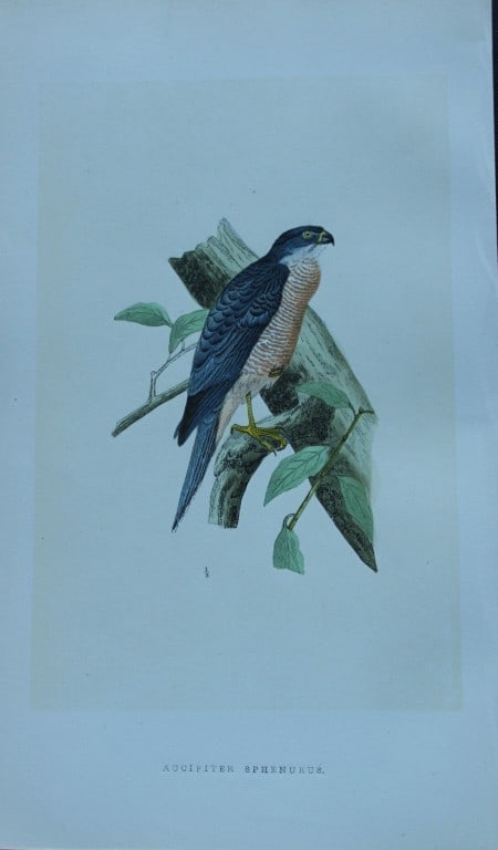 Charles Bree - Hand-coloured engraving of Shinned Hawk or Shikra 1866 (1 of 1)