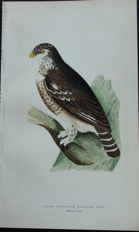Charles Bree - Hand-coloured engraving of Least European Sparrow Owl 1866: This hand-coloured wood engraving is from the History of the Birds of Europe, not observed in the British Isles by Charles Robert Bree, FZS and published by Groombridge and Sons, London. 1866, first e