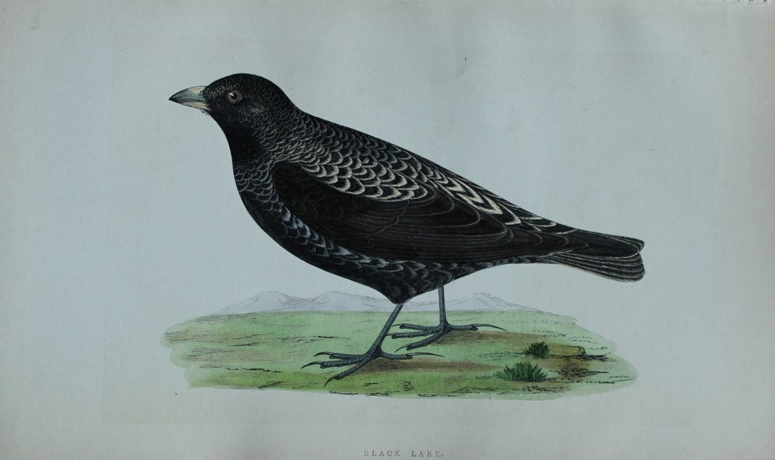 Charles Bree - Hand-coloured engraving of Black Lark 1866 (1 of 1)