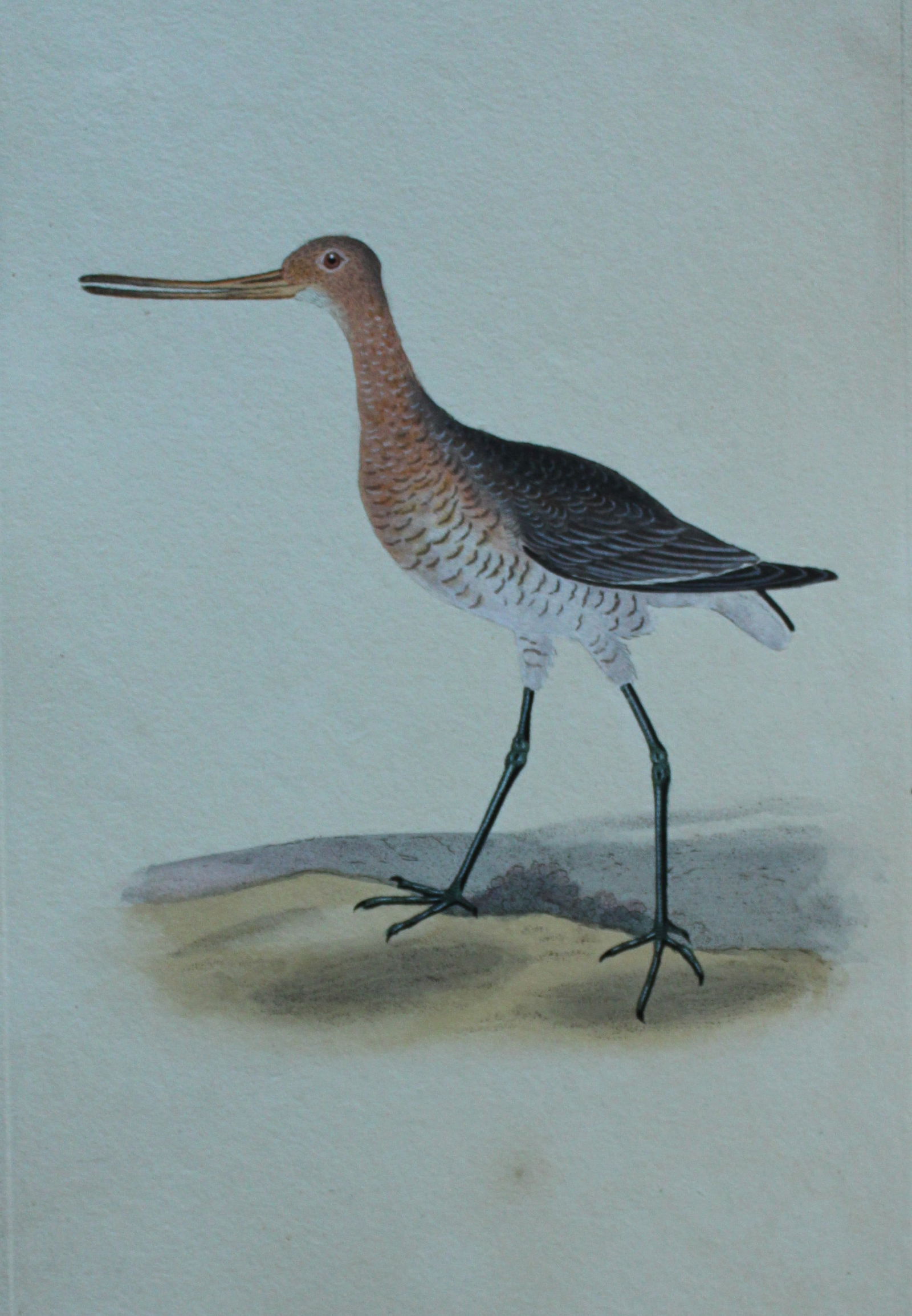 Edward Donovan - 2 Hand-coloured engravings of Red Godwits - male and female. 1794 (1 of 2)
