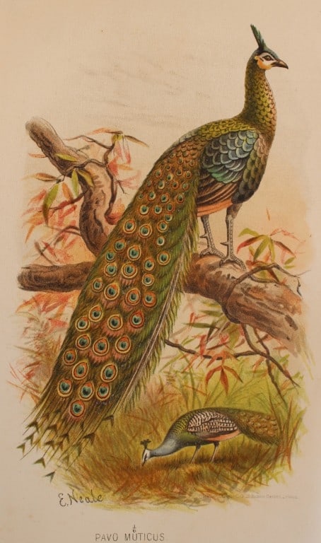 E Neale - Burmese Peacock from Indian Game Birds 1879 (1 of 1)