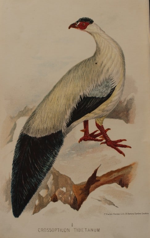 E Neale - Tibetan Pheasant from Indian Game Birds 1879 (1 of 1)