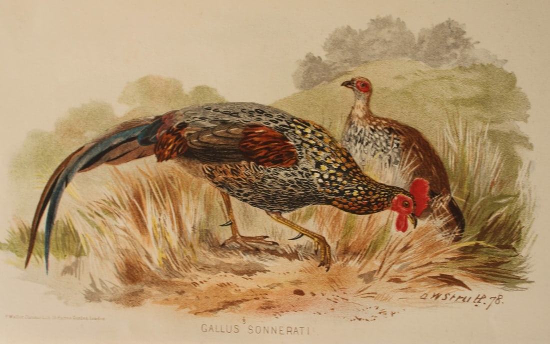 AW Strutt - Grey Jungle-fowl from Indian Game Birds 1879 (1 of 1)