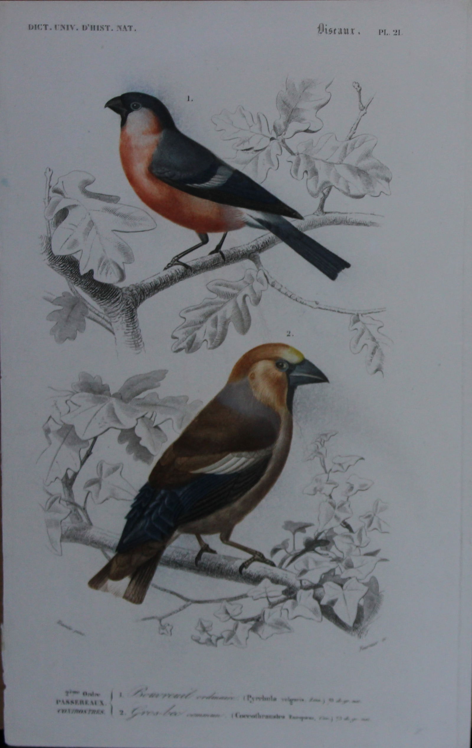 Edouard Travies - Finches from D'Orbigny's Dict. Univ. 1849: This print is from the first edition of Dictionnaire Universel d?Histoire Naturelle by Charles D?Orbigny published in 1849 by Renard & Martinet, Paris. The engraving is from a drawing by Edouard Travi