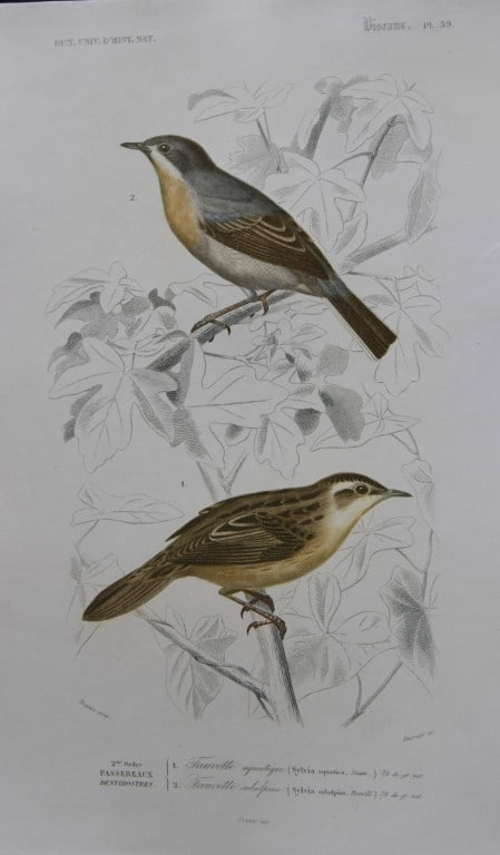 Edouard Travies - Warblers from D'Orbigny's Dict. Univ. 1849 (1 of 1)